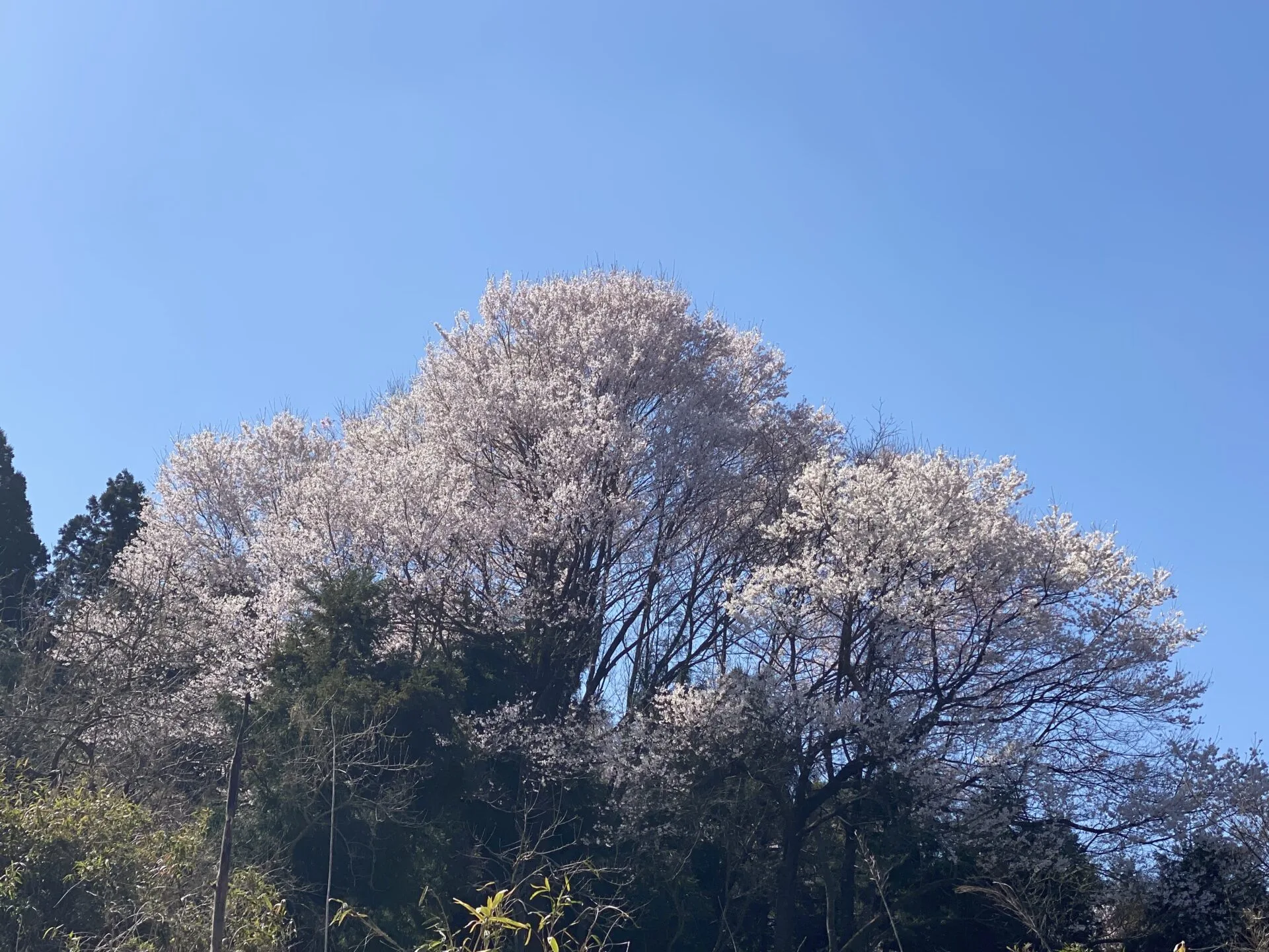 SBF新年度のたより（特報含む） アイキャッチ画像